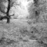 Post-Industrial landscape of Forest of Dean