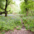 Post-Industrial landscape of Forest of Dean